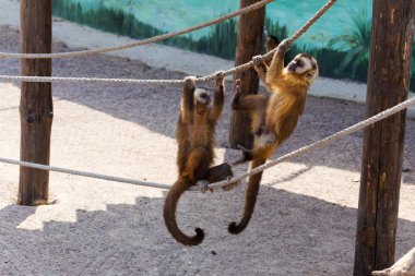 İki etkin duygusal maymun halatlar üzerinde spor vardır