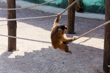 Genç Kızıl saçlı maymun. Komik maymunlar dinlenme, oyun, ea