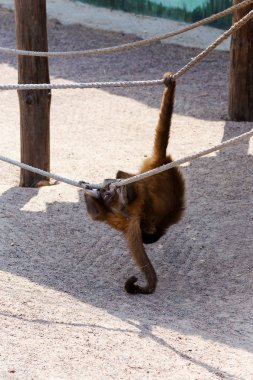 Genç Kızıl saçlı maymun. Komik maymunlar dinlenme, oyun, yemek