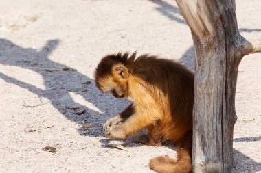 Genç Kızıl saçlı maymun. Komik maymunlar dinlenme, oyun, ea