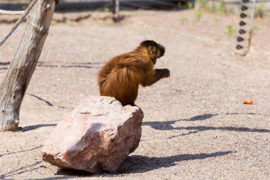 Genç Kızıl saçlı maymun. Komik maymunlar dinlenme, oyun, yemek