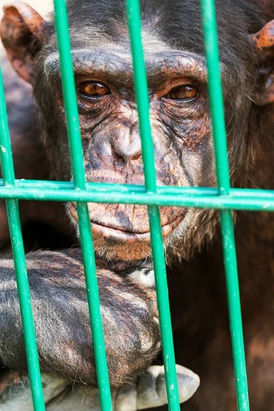 Portrait of monkey close-up. Sad monkey sits behind green lattice and looks thoughtfully aside