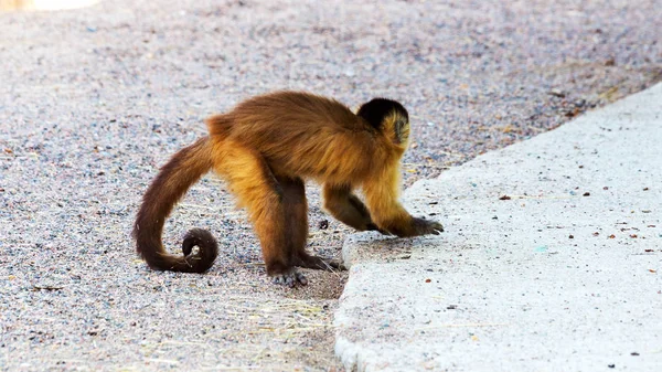 Genç Kızıl saçlı maymun. Komik maymunlar dinlenme, oyun, ea