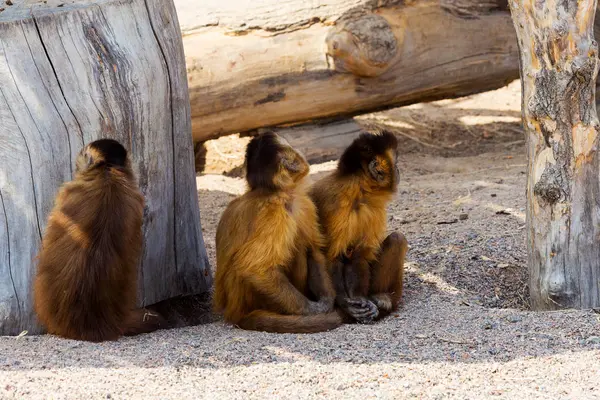 Grup Genç Sevimli maymun oturacak, düşünceli bir kenara arıyorsunuz
