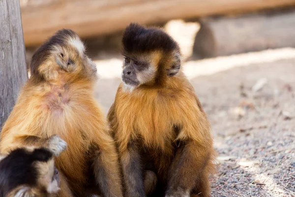 Grup Genç Sevimli maymun oturup üzerinde groun