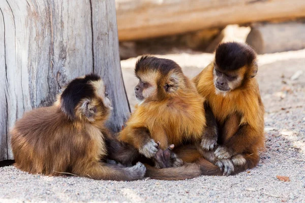 Grup Genç Sevimli maymun oturup üzerinde groun