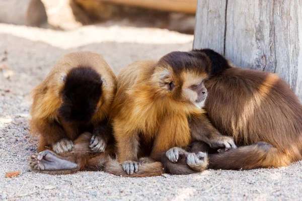 Grup Genç Sevimli maymun oturacak