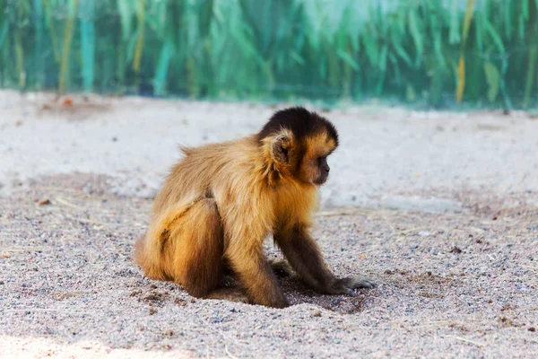 Kırmızı monkey, kum üzerine oturan bir delik kazılar ve mesafe içine görünüyor