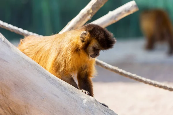 Genç Kızıl saçlı maymun. Komik maymunlar dinlenme, oyun, yemek