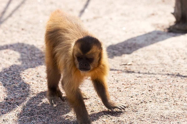 Genç Kızıl saçlı maymun. Komik maymunlar dinlenme, oyun, ea