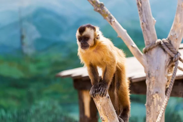 Genç Kızıl saçlı maymun. Komik maymunlar dinlenme, oyun, yemek