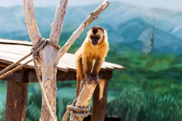 Genç Kızıl saçlı maymun. Komik maymunlar dinlenme, oyun, yemek