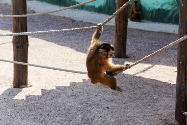 Genç Kızıl saçlı maymun. Komik maymunlar dinlenme, oyun, ea