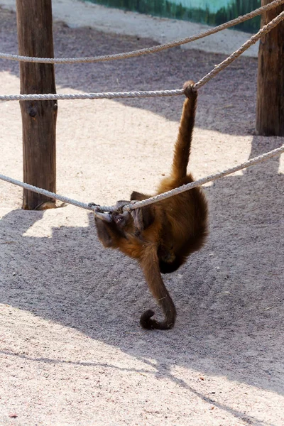 Genç Kızıl saçlı maymun. Komik maymunlar dinlenme, oyun, yemek