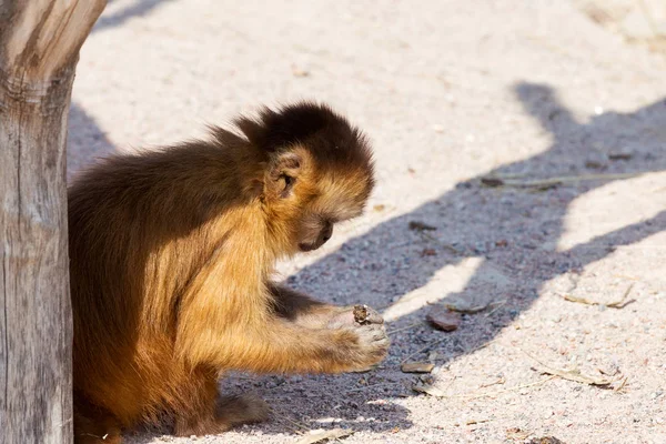 Genç Kızıl saçlı maymun. Komik maymunlar dinlenme, oyun, yemek