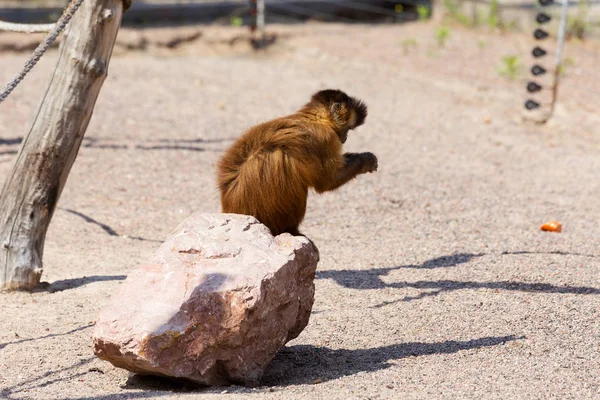 Genç Kızıl saçlı maymun. Komik maymunlar dinlenme, oyun, yemek