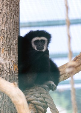 Genç siyah maymun bir ağaçta oturuyor ve lense arıyorsunuz