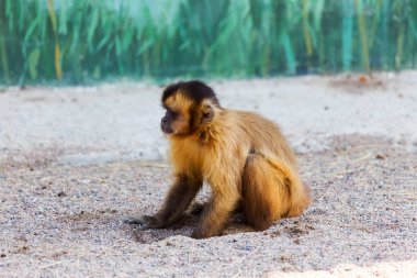 Kırmızı monkey, kum üzerine oturan bir delik kazılar ve mesafe içine görünüyor