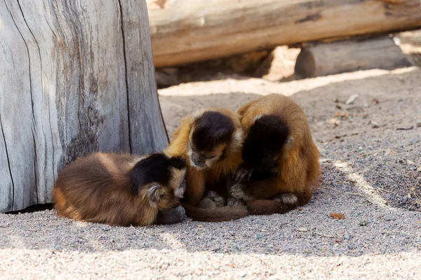 Grup Genç Sevimli maymun oturup üzerinde groun