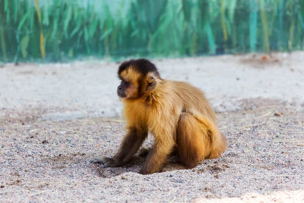 Kırmızı monkey, kum üzerine oturan bir delik kazılar ve mesafe içine görünüyor