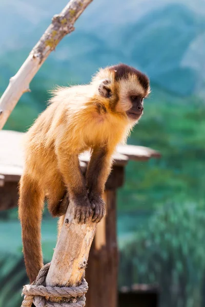 Genç Kızıl saçlı maymun. Komik maymunlar dinlenme, oyun, ea
