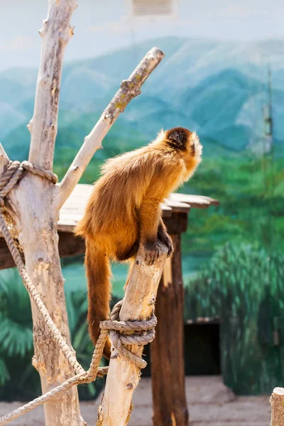 Macacos engraçados imagem de stock. Imagem de comer, quente - 66052971