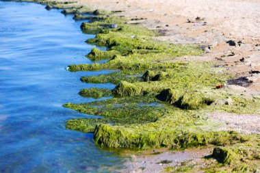 Yosun çürüyen havzanın sahile atıldı. Çevre kirliliği sorunu. Beach kirliliği. Çevre felaketi. 