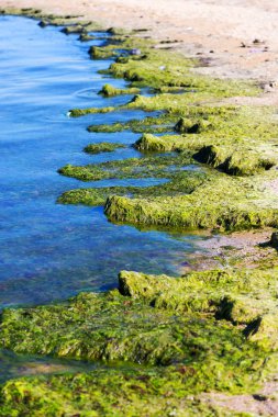 Su kirliliği. Atıksu. Çevre kirliliği. Kimyasal ve biyolojik kirlenme. Çevre felaketi.