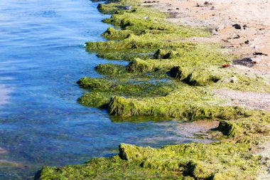 Yosun çürüyen havzanın sahile atıldı. Çevre kirliliği sorunu. Beach kirliliği. Çevre felaketi. 