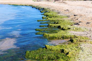 Yosun çürüyen havzanın sahile atıldı. Çevre kirliliği sorunu. Beach kirliliği. Çevre felaketi. 