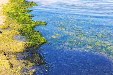 Yosun çürüyen havzanın sahile atıldı. Çevre kirliliği sorunu. Beach kirliliği. Çevre felaketi. 