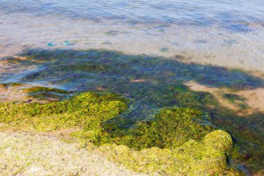 Yosun çürüyen havzanın sahile atıldı. Çevre kirliliği sorunu. Beach kirliliği. Çevre felaketi. 