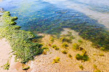Yosun çürüyen havzanın sahile atıldı. Çevre kirliliği sorunu. Beach kirliliği. Çevre felaketi. 