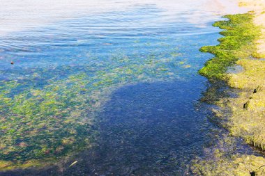 Yosun çürüyen havzanın sahile atıldı. Çevre kirliliği sorunu. Beach kirliliği. Çevre felaketi. 