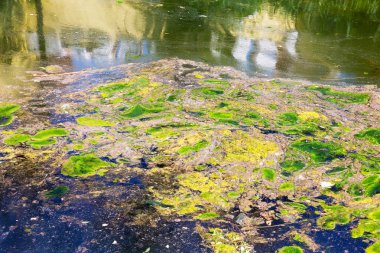 Yosun çürüyen havzanın sahile atıldı. Çevre kirliliği sorunu. Beach kirliliği. Çevre felaketi. 