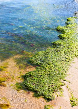 Yosun çürüyen havzanın sahile atıldı. Çevre kirliliği sorunu. Beach kirliliği. Çevre felaketi. 