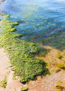 Yosun çürüyen havzanın sahile atıldı. Çevre kirliliği sorunu. Beach kirliliği. Çevre felaketi. 