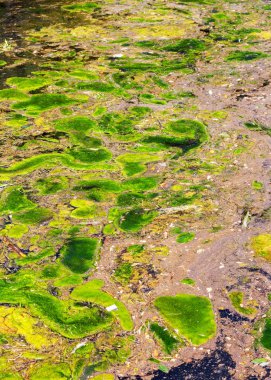 Yosun çürüyen havzanın sahile atıldı. Çevre kirliliği sorunu. Beach kirliliği. Çevre felaketi. 