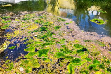 Yosun çürüyen havzanın sahile atıldı. Çevre kirliliği sorunu. Beach kirliliği. Çevre felaketi. 