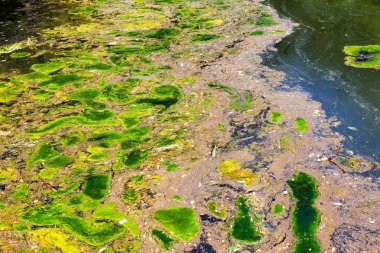 Yosun çürüyen havzanın sahile atıldı. Çevre kirliliği sorunu. Beach kirliliği. Çevre felaketi. 