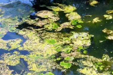 Yosun çürüyen havzanın sahile atıldı. Çevre kirliliği sorunu. Beach kirliliği. Çevre felaketi. 