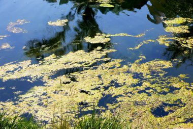Yosun çürüyen havzanın sahile atıldı. Çevre kirliliği sorunu. Beach kirliliği. Çevre felaketi. 