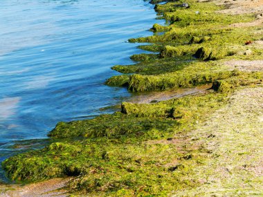 Yosun çürüyen havzanın sahile atıldı. Çevre kirliliği sorunu. Beach kirliliği. Çevre felaketi. 