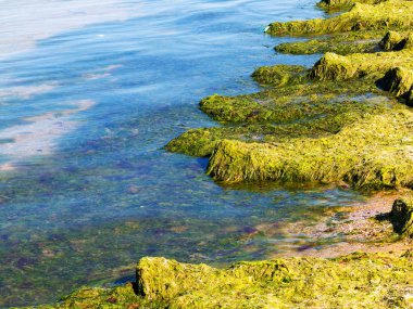 Yosun çürüyen havzanın sahile atıldı. Çevre kirliliği sorunu. Beach kirliliği. Çevre felaketi. 