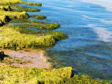 Yosun çürüyen havzanın sahile atıldı. Çevre kirliliği sorunu. Beach kirliliği. Çevre felaketi. 