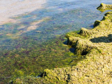 Yosun çürüyen havzanın sahile atıldı. Çevre kirliliği sorunu. Beach kirliliği. Çevre felaketi. 