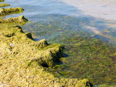 Yosun çürüyen havzanın sahile atıldı. Çevre kirliliği sorunu. Beach kirliliği. Çevre felaketi. 