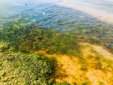 Yosun çürüyen havzanın sahile atıldı. Çevre kirliliği sorunu. Beach kirliliği. Çevre felaketi. 
