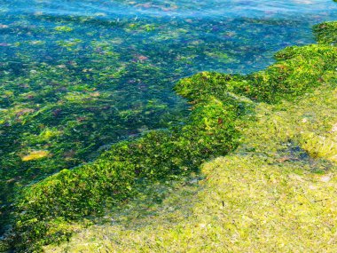 Yosun çürüyen havzanın sahile atıldı. Çevre kirliliği sorunu. Beach kirliliği. Çevre felaketi. 