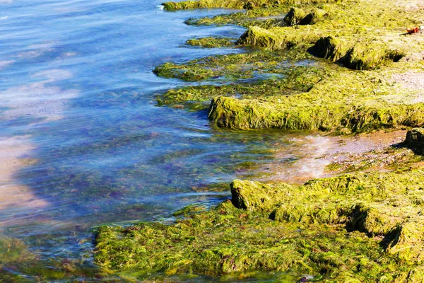 Yosun çürüyen havzanın sahile atıldı. Çevre kirliliği sorunu. Beach kirliliği. Çevre felaketi. 